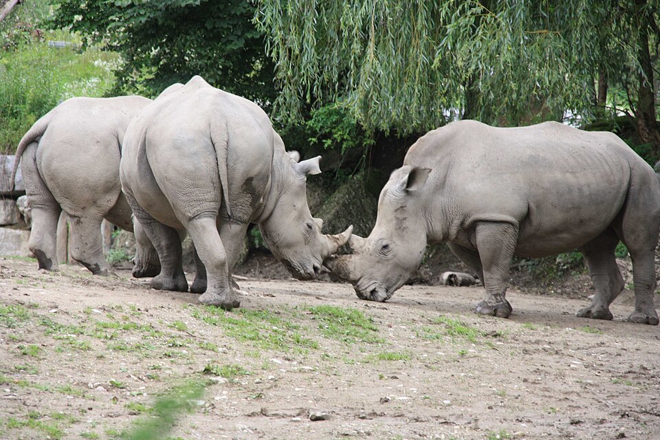 Salzburg Zoo（Austria）