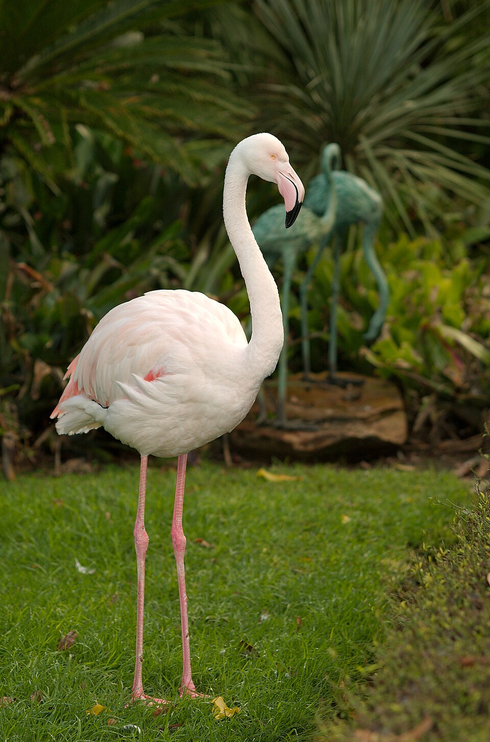 Adelaide Zoo（Australia）