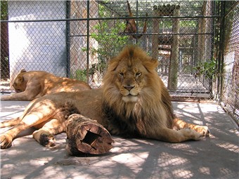 Triangle Metro Zoo（United States）