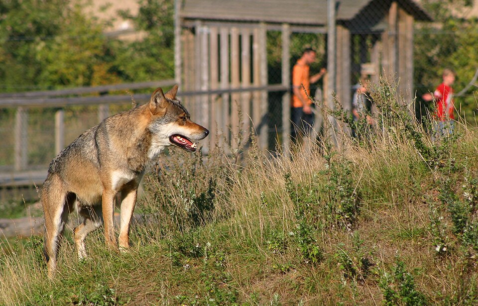 Skandinavisk Dyrepark（Denmark）