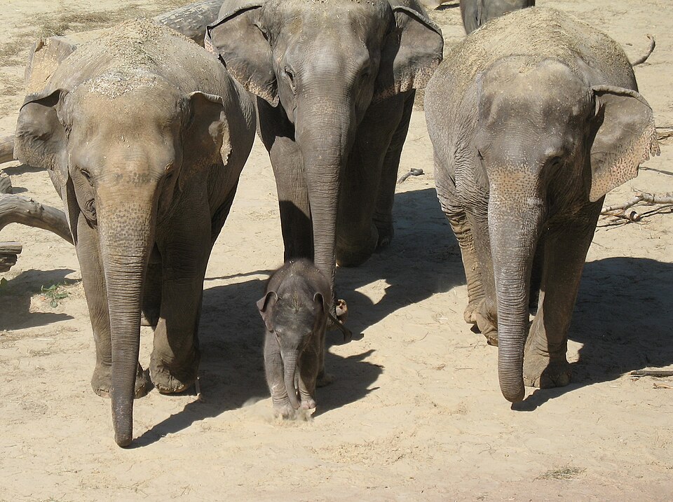 Cologne Zoological Garden（Germany）