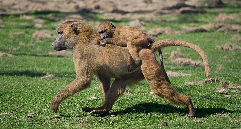 Port Lympne Wild Animal Park（United Kingdom）
