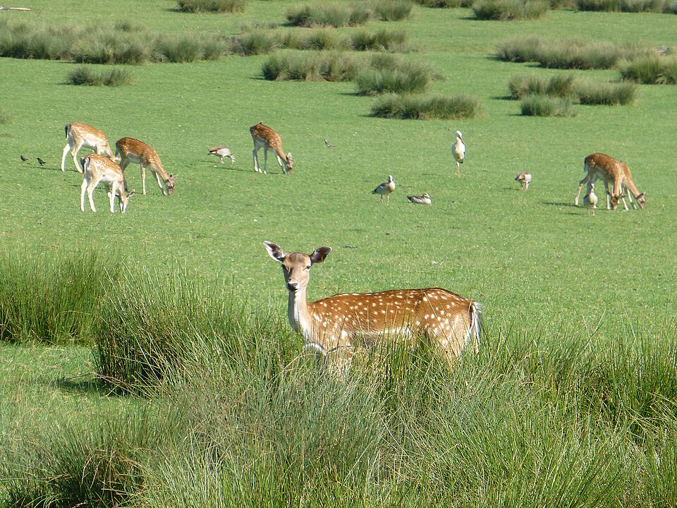 Parc animalier de Sainte-Croix（France）