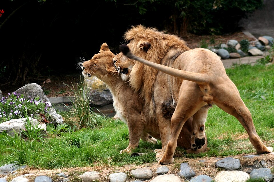San Francisco Zoo（United States）