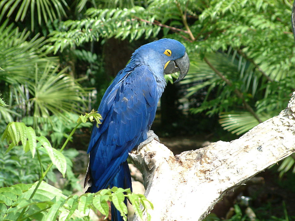 Parc des oiseaux（France）