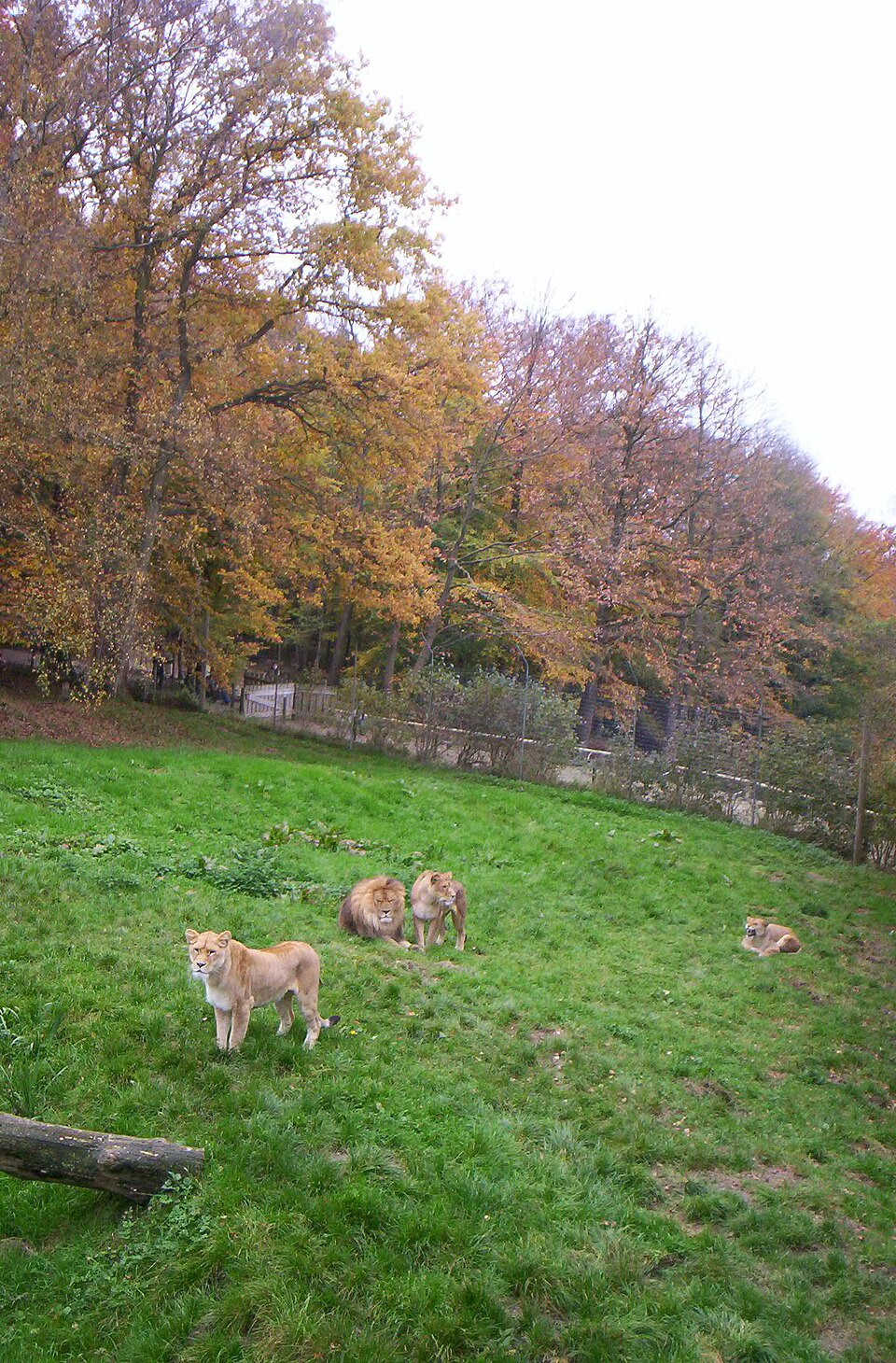 Parc zoologique de Lisieux（France）