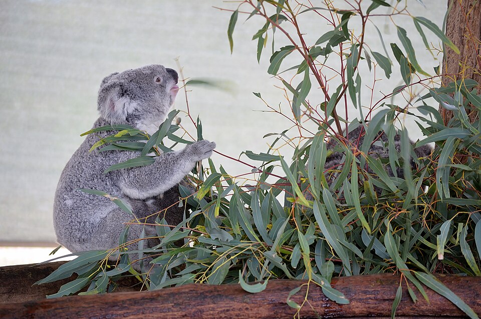 Cohunu Koala Park（Australia）