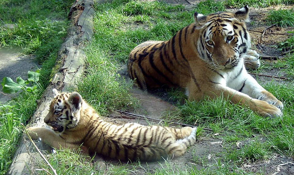 DierenPark Amersfoort（Netherlands）