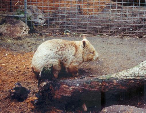 Gorge Wildlife Park（Australia）