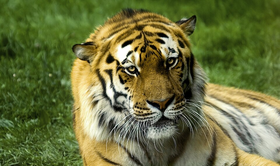 Zoo de Servion（Switzerland）