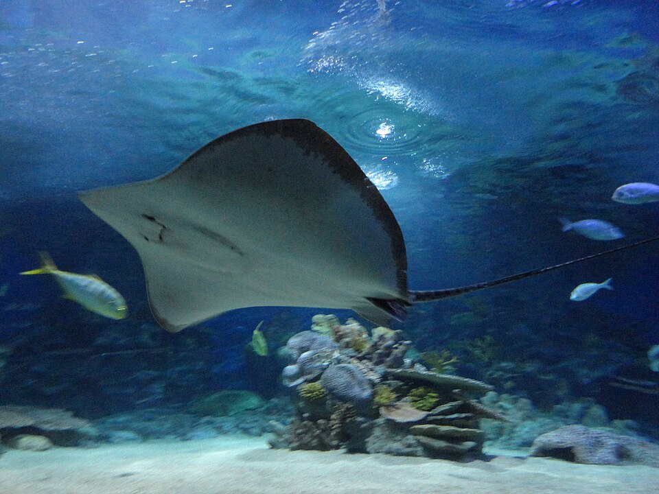 Sea Life İstanbul（Turkey）