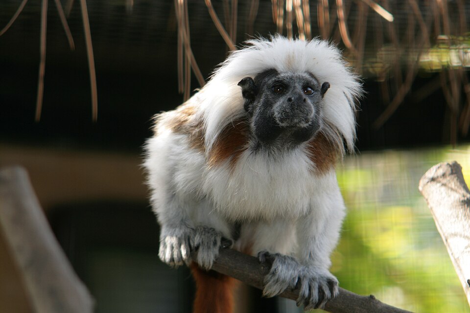 Alameda Wildlife Conservation Park（United Kingdom）