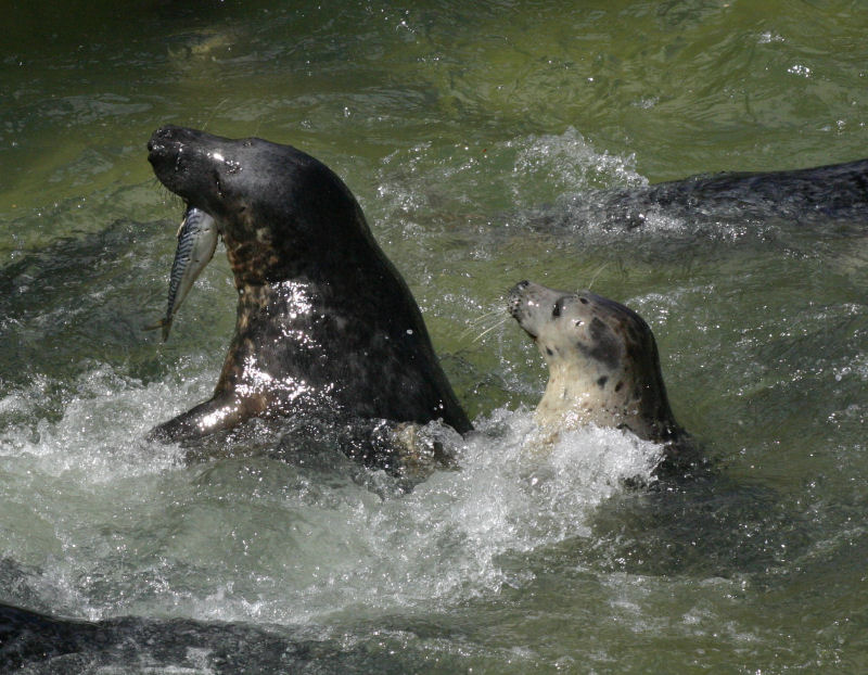 Cornish Seal Sanctuary（United Kingdom）