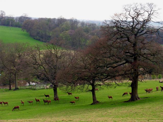 Bucklebury Farm Park（United Kingdom）