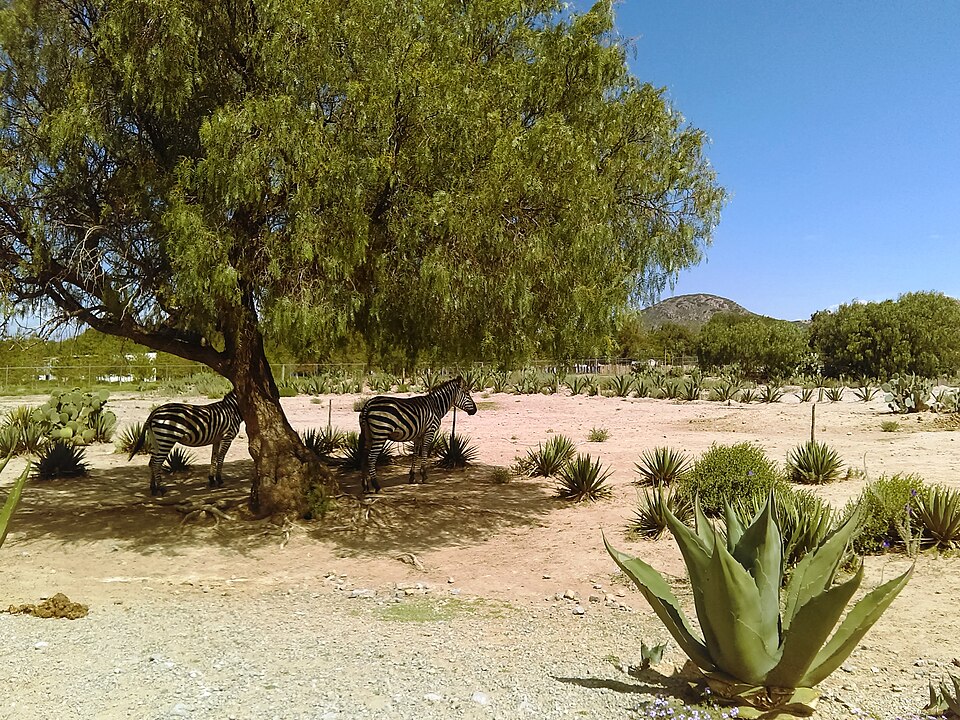 Tuzoofari（Mexico）