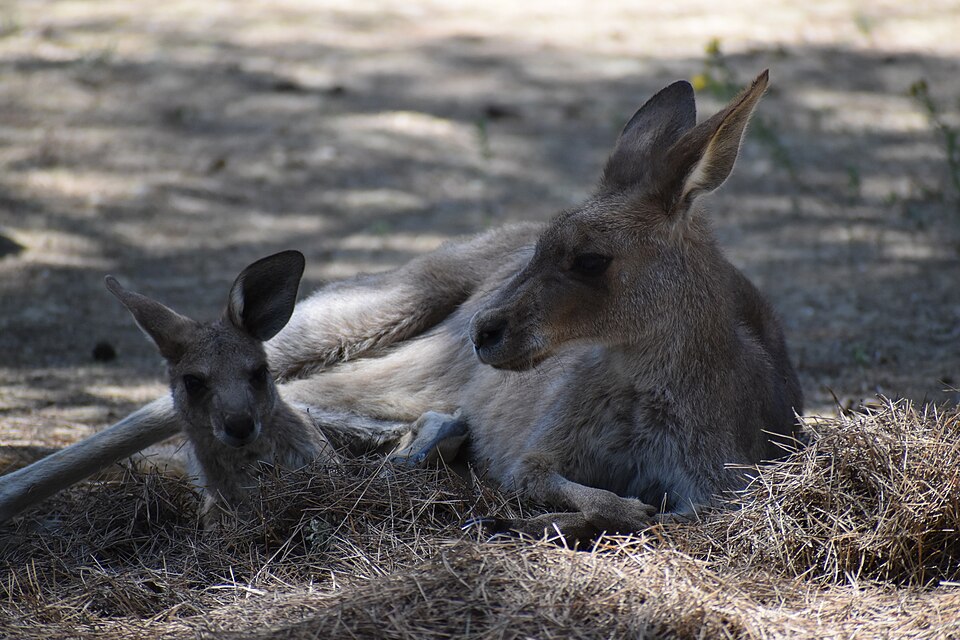 Le Parc australien（France）