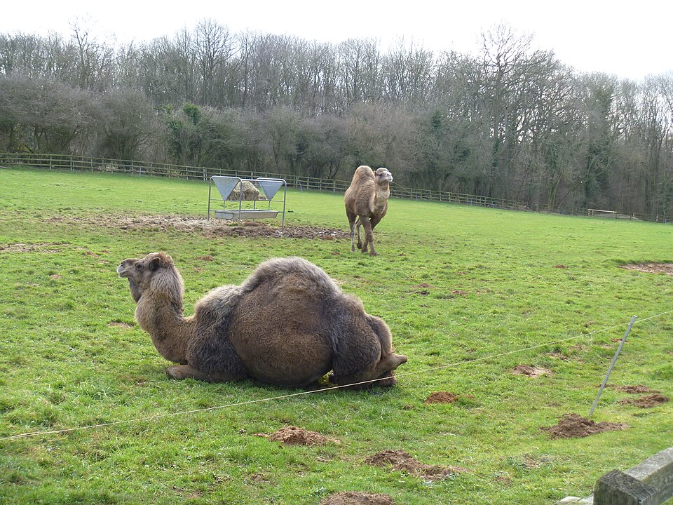 Heythrop Zoological Gardens（United Kingdom）