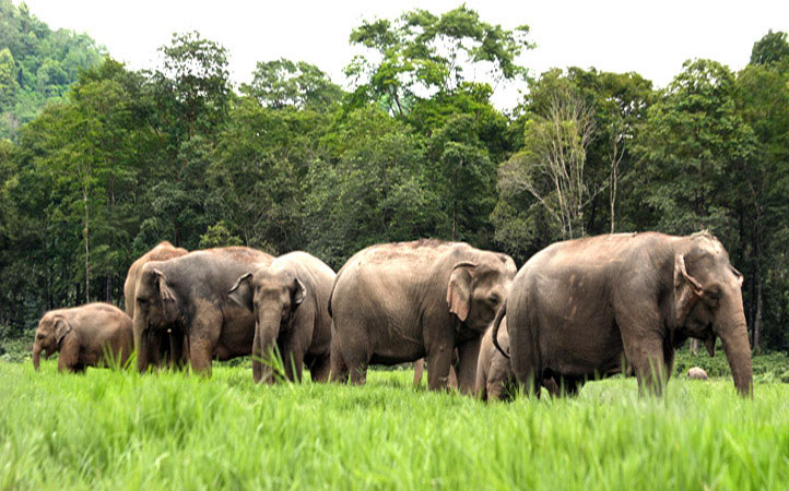 Elephant Nature Park（Thailand）
