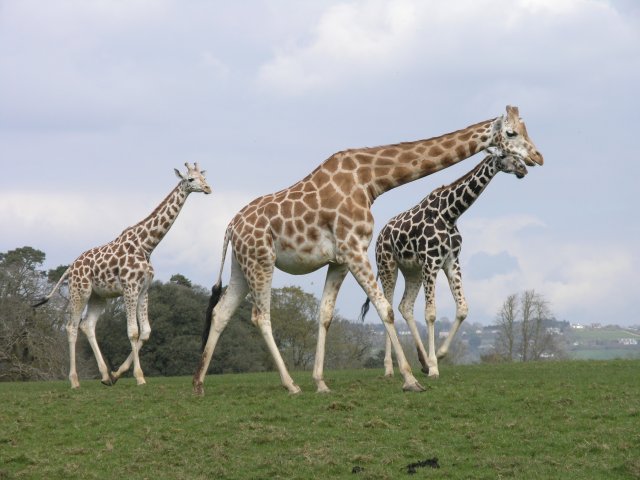 Fota Wildlife Park（Ireland）