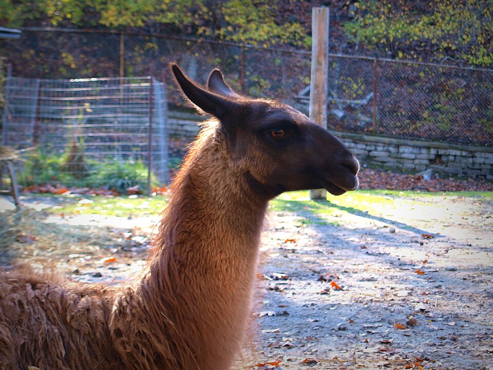 High Park Zoo（Canada）