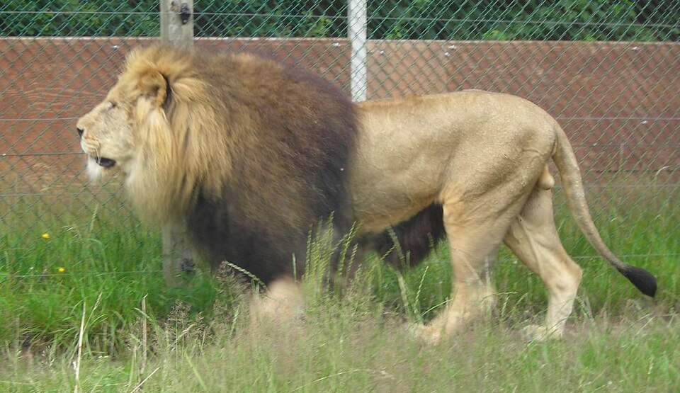Givskud Zoo（Denmark）