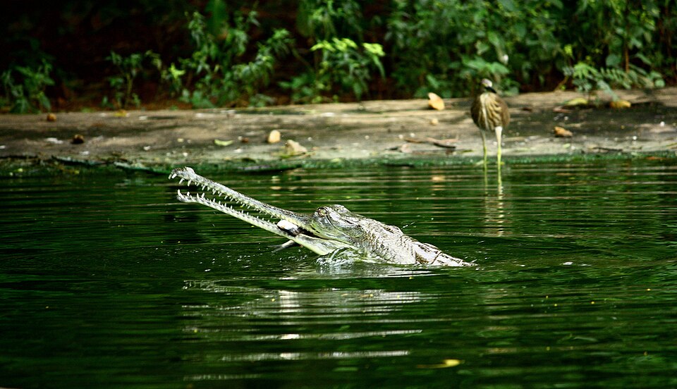 Indira Gandhi Zoological Park（India）