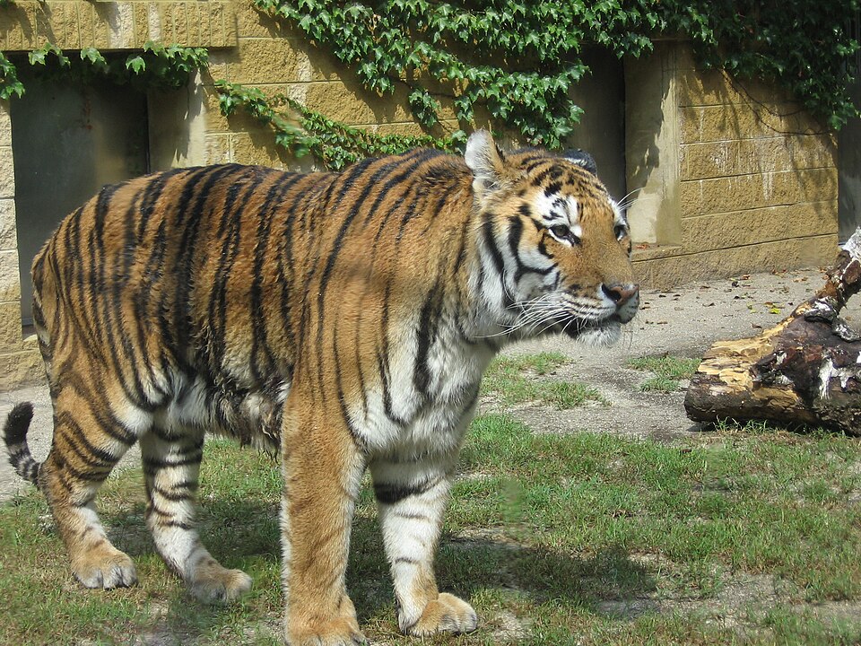 Parco Zoo Punta Verde（Italy）