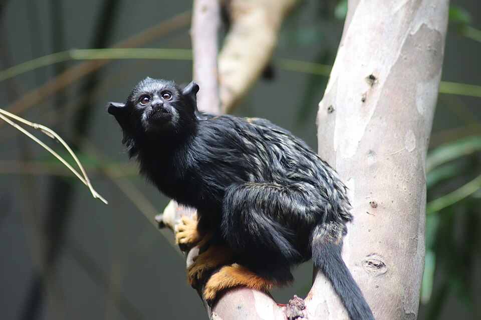 Darling Downs Zoo（Australia）