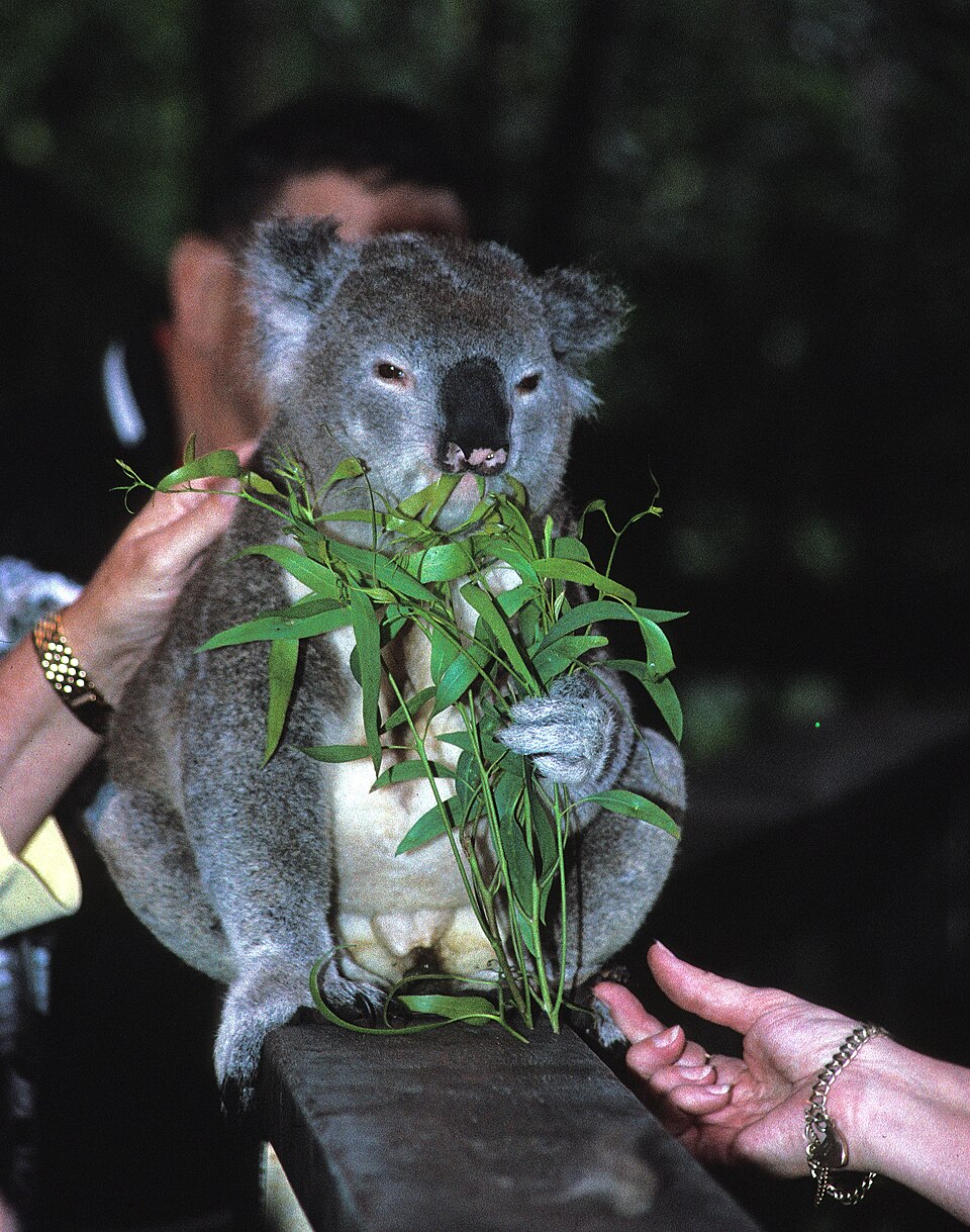 Koala Park Sanctuary（Australia）