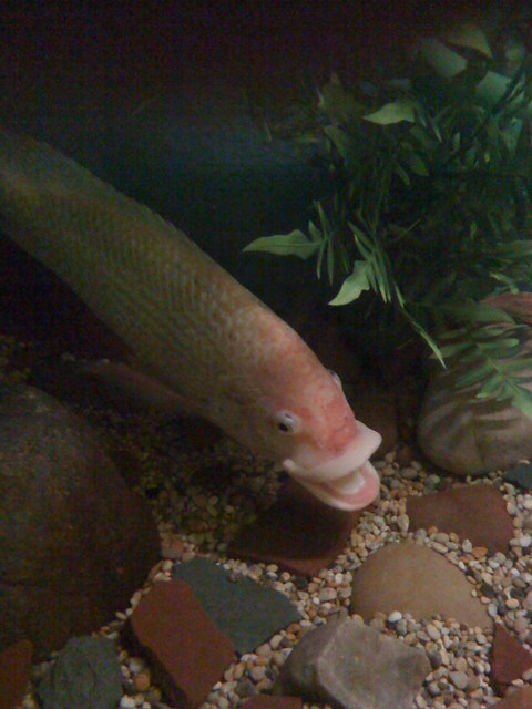 Lakes Aquarium（United Kingdom）