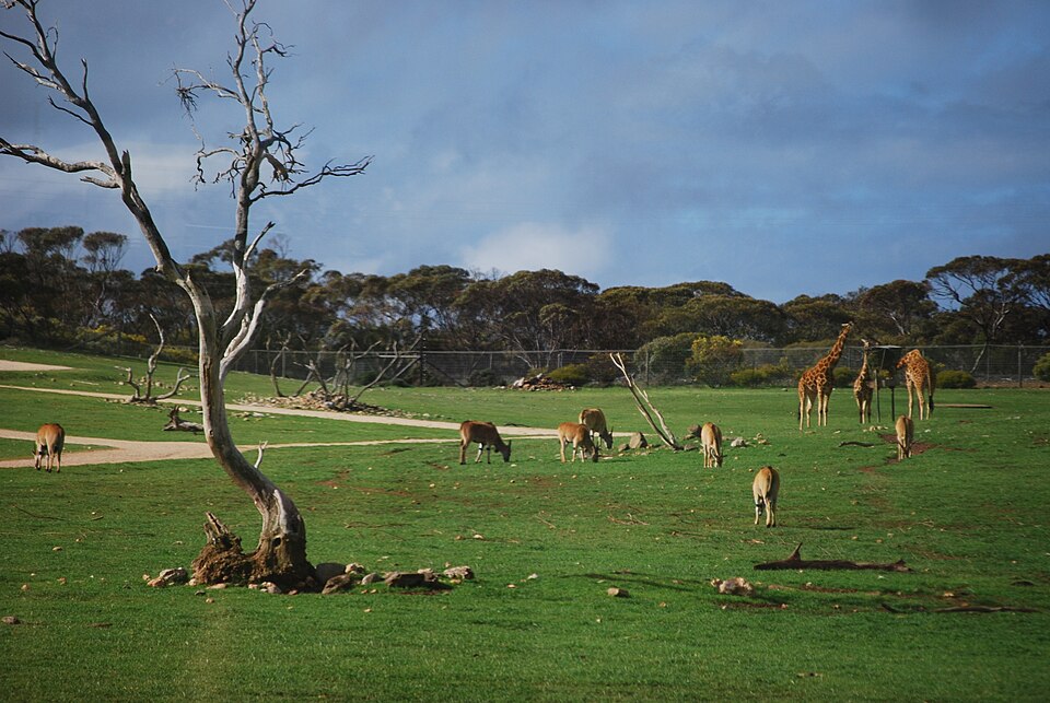 Monarto Zoo（Australia）