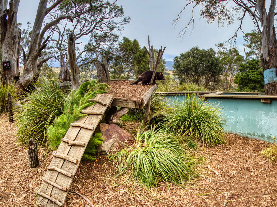 Bonorong Wildlife Sanctuary（Australia）