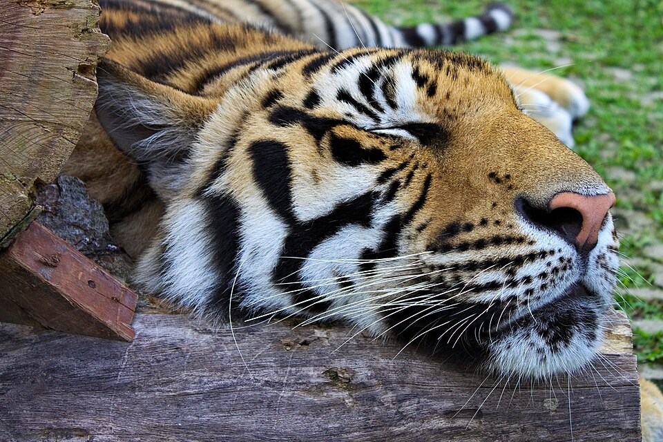 Tiger Kingdom Phuket（Thailand）