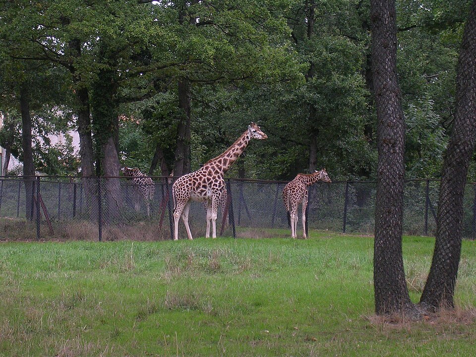 Safari de Peaugres（France）