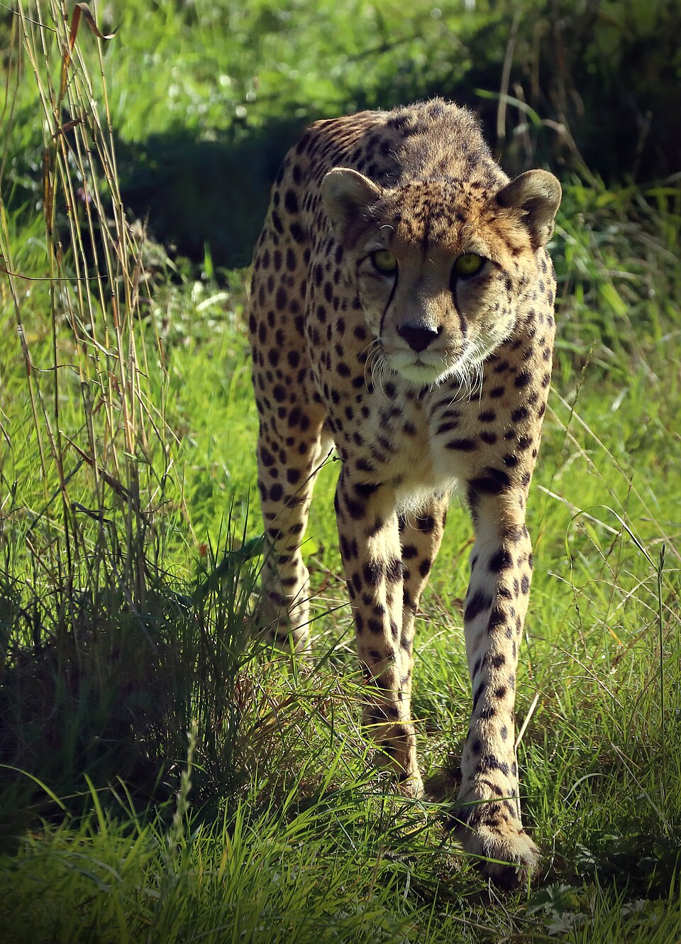 Bristol Zoo Project（United Kingdom）