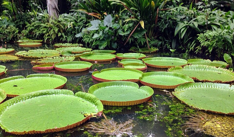 Parque Zoobotânico do Museu Paraense Emílio Goeldi（Brazil）