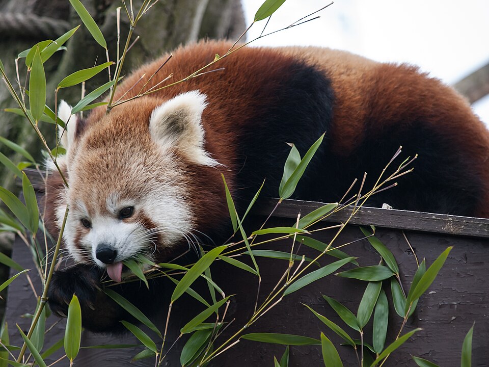Hertfordshire Zoo（United Kingdom）