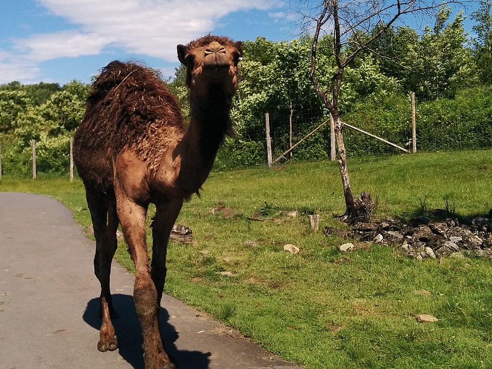 Parc Safari（Canada）