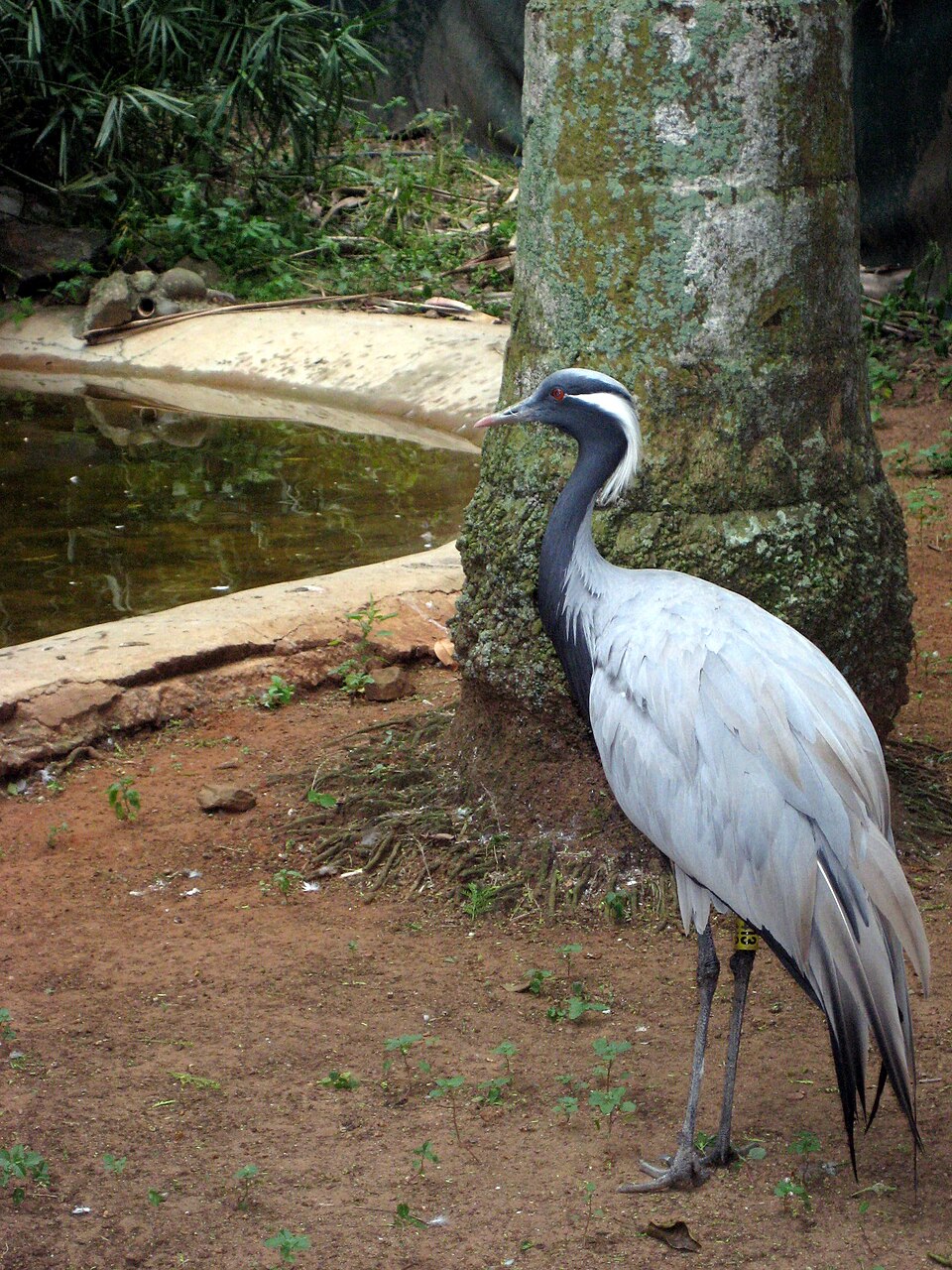 Umgeni River Bird Park（South Africa）
