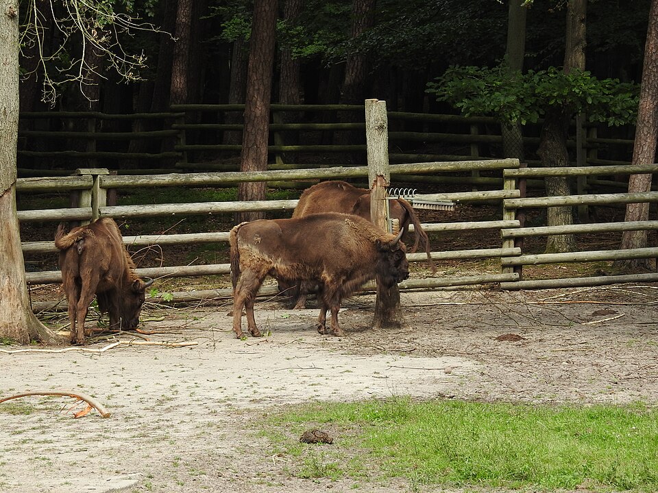 European bison sanctuary in Wolin National Park（Poland）