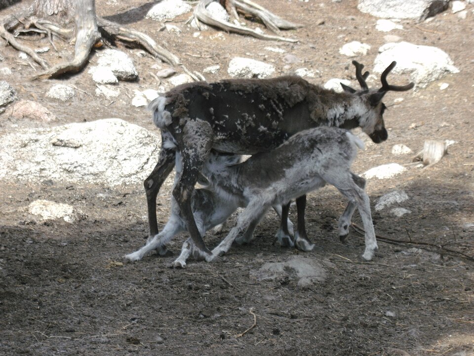 Junsele Zoo（Sweden）