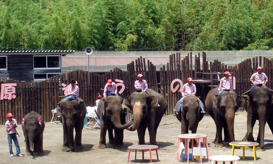 Ichihara Elephant Kingdom（Japan）