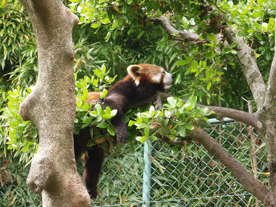 Nishiyama Zoo（Japan）