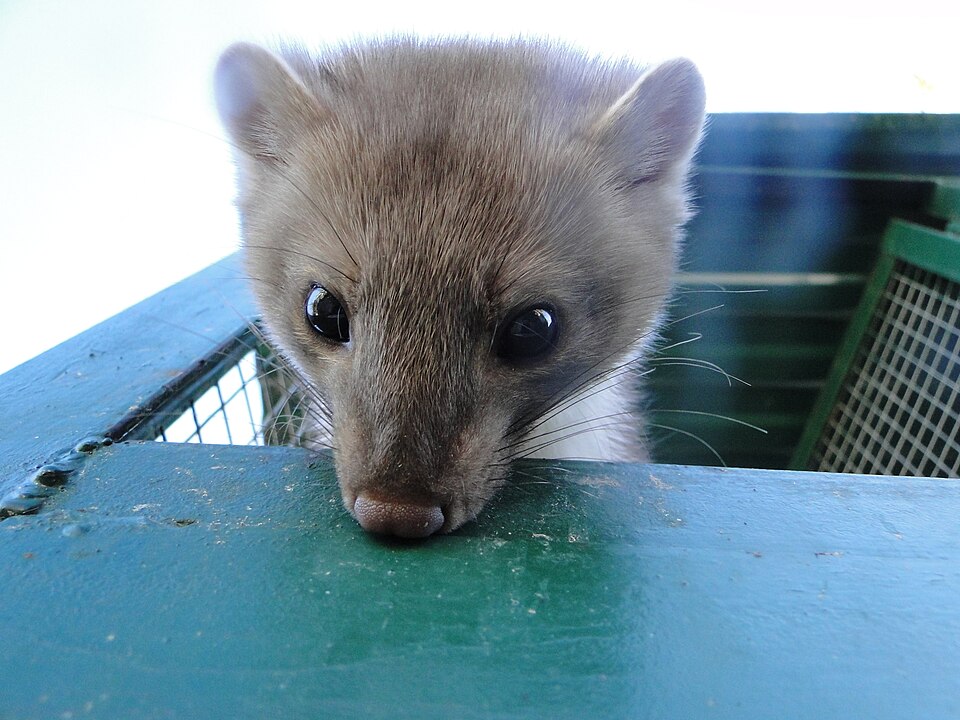 Sevastopol Zoo（Russia）