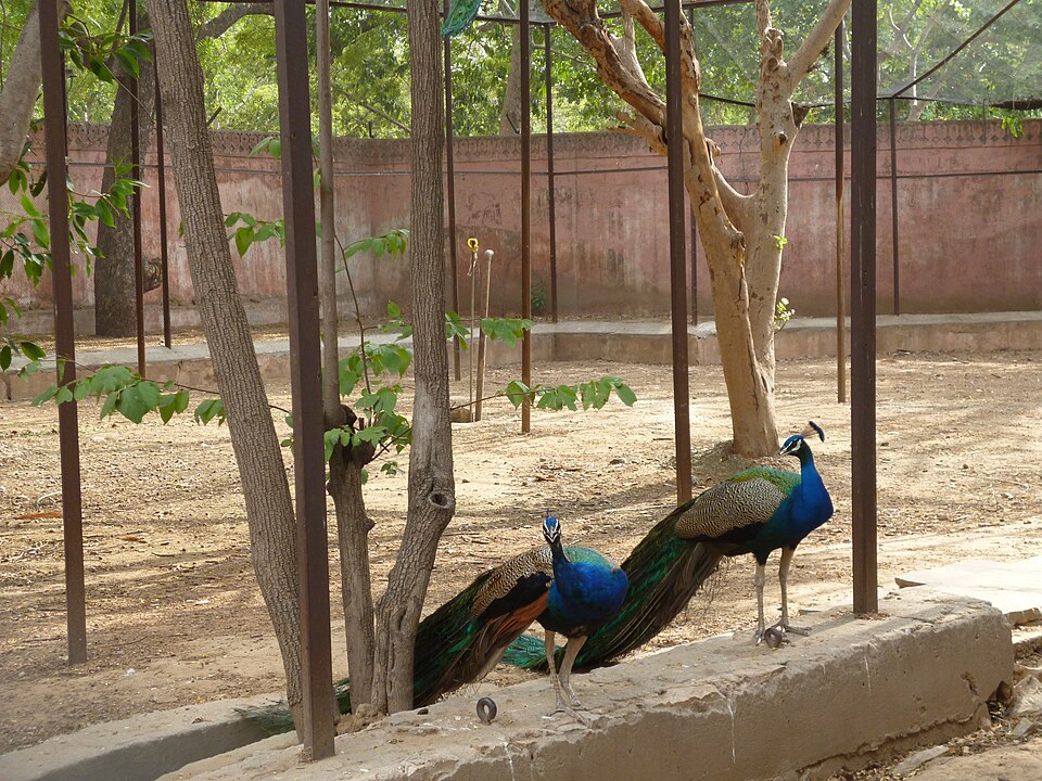 Jaipur Zoo（India）