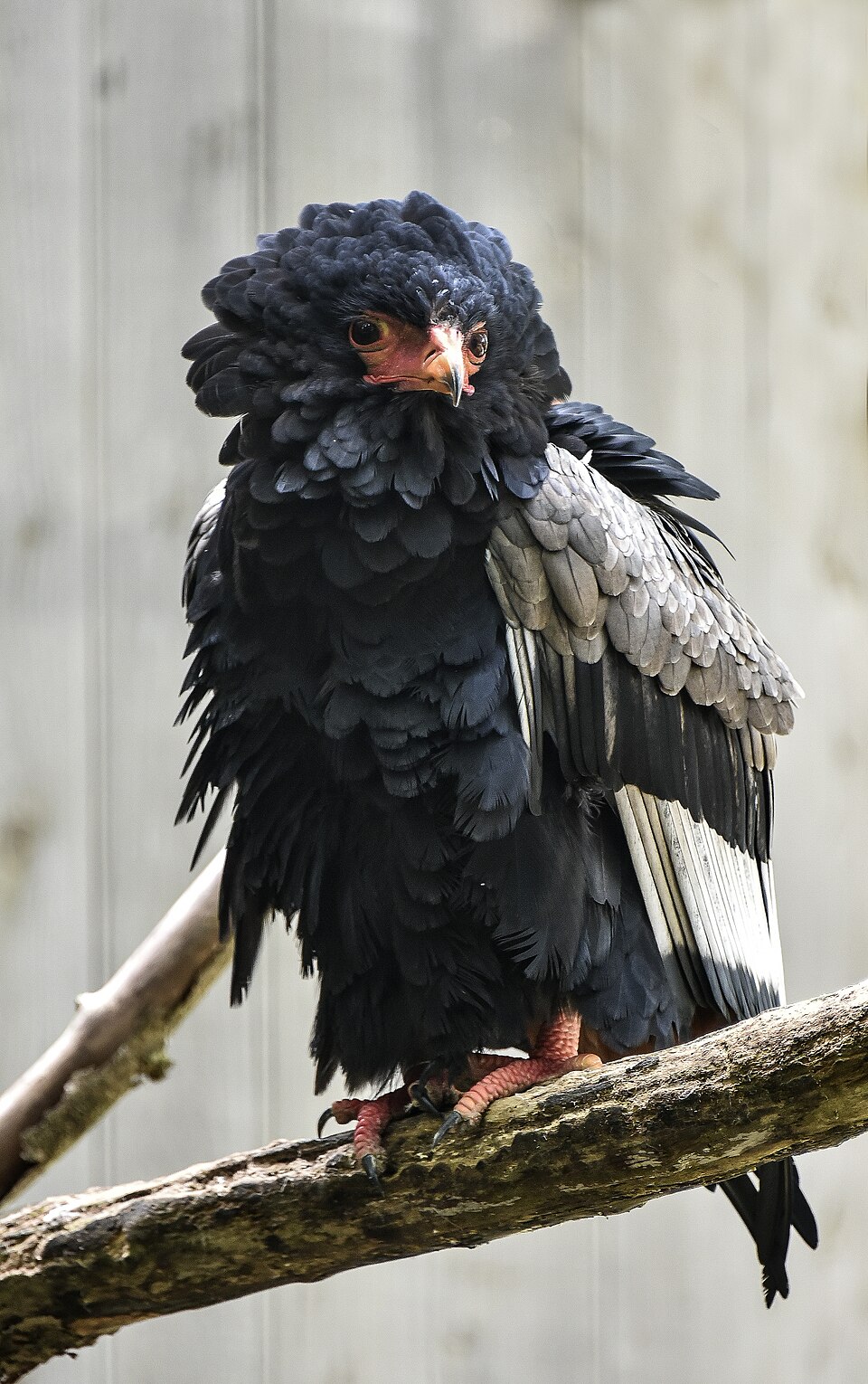 Kasteelpark Born（Netherlands）