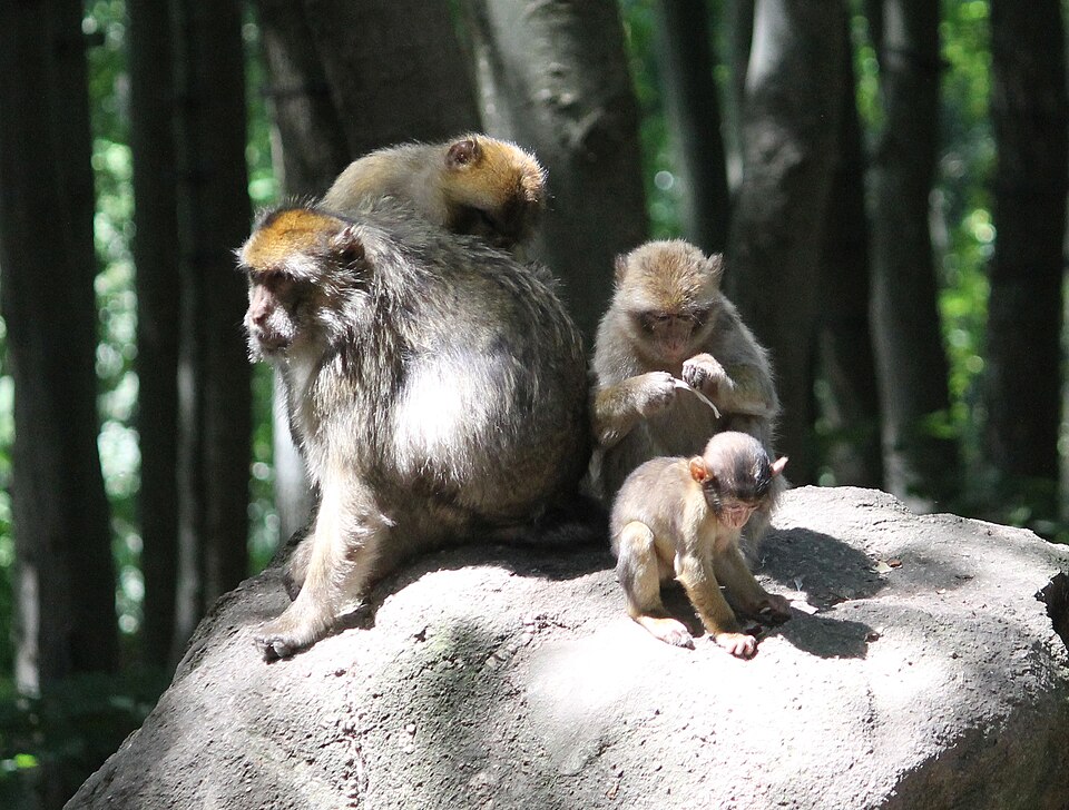 La Montagne des singes（France）