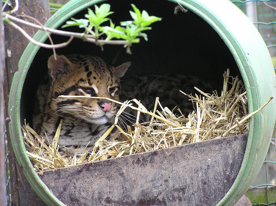 Uilen- en Dierenpark De Paay（Netherlands）