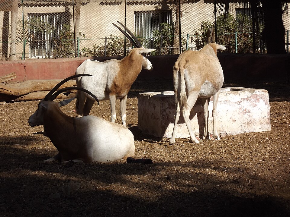 Faiyum Zoo（Egypt）