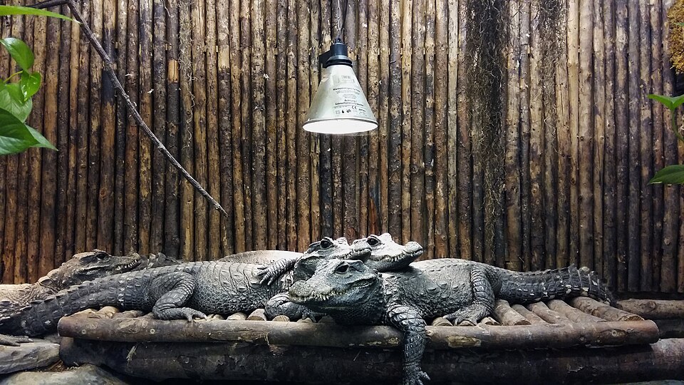 Reptilienzoo Nockalm（Austria）